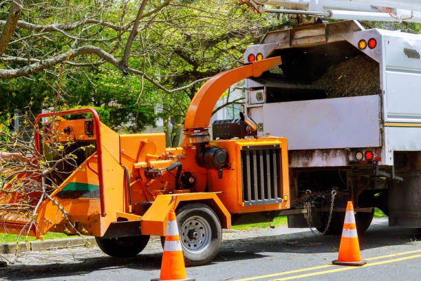 How Our Tree Care Process Works  in Hummelstown, PA